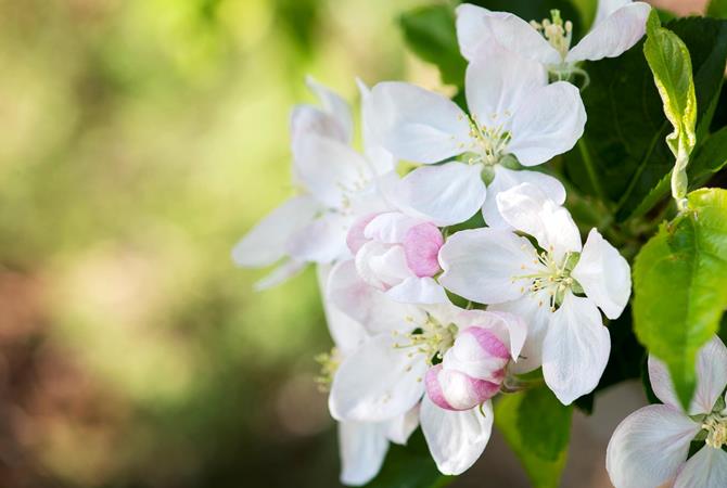 Apple blossoms