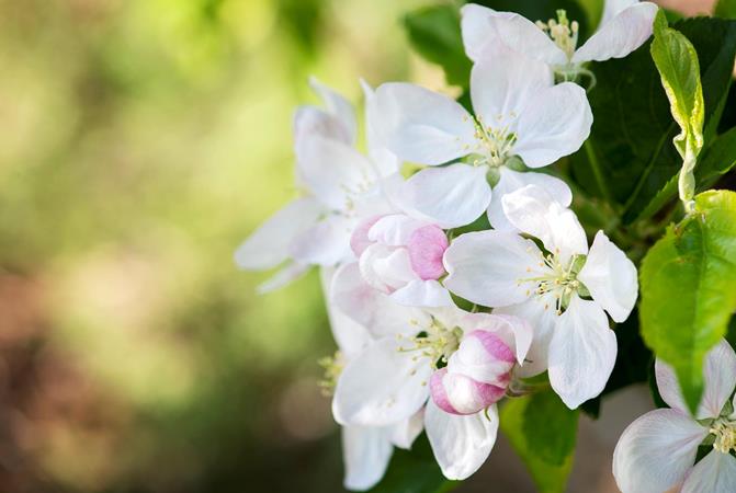 Apple blossoms