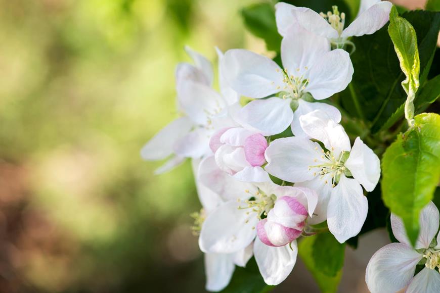 Apple blossoms