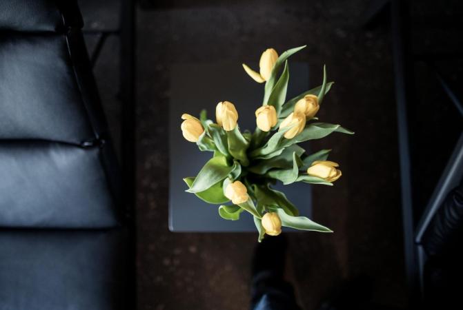 Yellow tulips