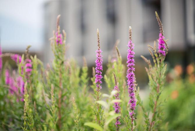 Blumen im Garten