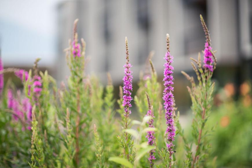 Blumen im Garten