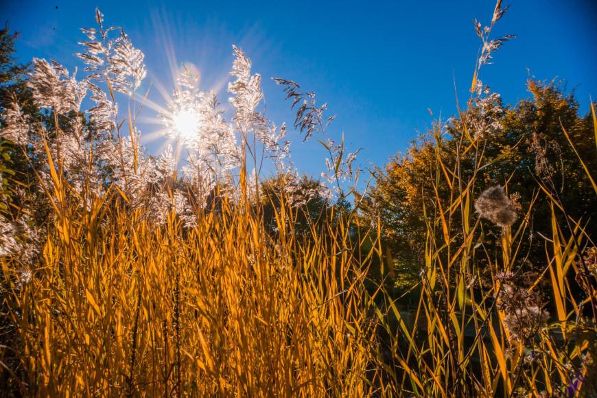 Autunno dorato